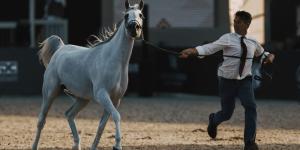 جولات الجياد العربية: جولة الرياض علامة فارقة في عالم عروض الخيل العربية الأصيلة - اليوم الإخباري 24