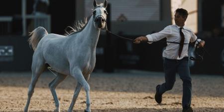 جولات الجياد العربية: جولة الرياض علامة فارقة في عالم عروض الخيل العربية الأصيلة - اليوم الإخباري 24