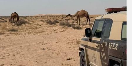 ضبط مواطن لارتكابه مخالفة الرعي في محمية الملك عبد العزيز - اليوم الإخباري