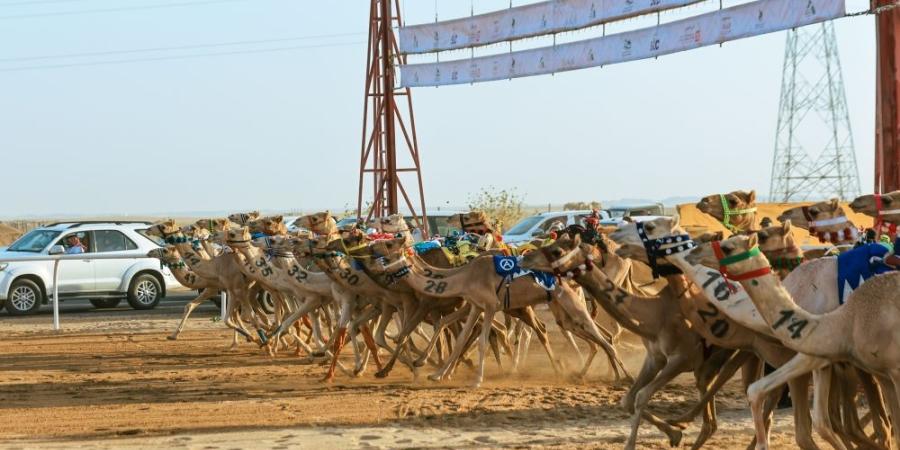 كؤوس الاتحاد السعودي للهجن الأولى سعودية - اليوم الإخباري