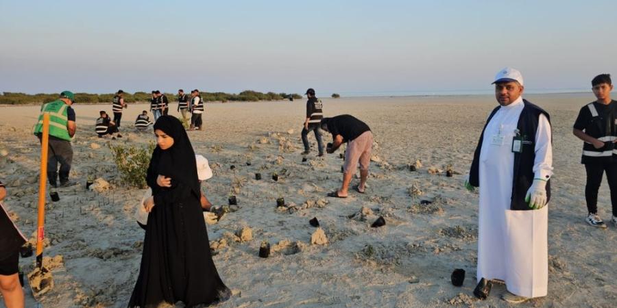 بالصور |  المانجروف.. "درع الشرقية الأخضر" لمواجهة التصحر - اليوم الإخباري