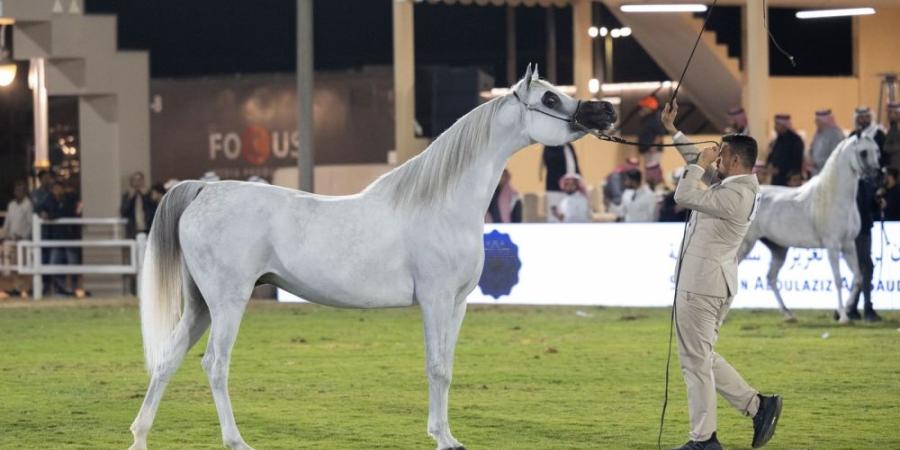 انطلاق مهرجان الأمير سلطان بن عبدالعزيز العالمي للجواد العربي - اليوم الإخباري