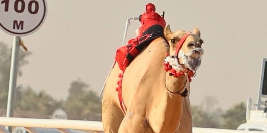 سلطان بن حمدان يشيد بإنجاز هجن الرئاسة في الجنادرية - اليوم الإخباري